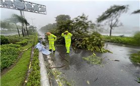 Quảng Ninh mưa lớn, cây đổ và mất điện trên diện rộng