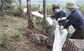 Vườn quốc gia Hoàng Liên tái thả nhiều động vật hoang dã, nguy cấp, quý hiếm về rừng