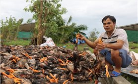 Nguy cơ bùng phát dịch bệnh sau bão số 10