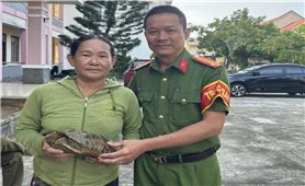 Người dân bàn giao cá thể rùa núi vàng quý hiếm cho Kiểm lâm thả về tự nhiên