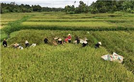 Buôn Trinh rộn rã mùa gặt