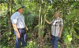 Từ rừng quế đến nông thôn mới nâng cao ở Ba Chẽ