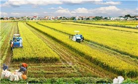 Chế phẩm vi sinh trong sản xuất lúa: Giải pháp kép giảm chi phí và cải tạo đất