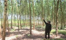 Phát triển vùng nguyên liệu gỗ lớn: Nền tảng nâng tầm lâm sản Việt