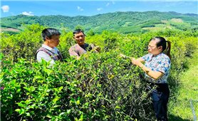 An Vinh (Gia Lai): Đảng viên đồng hành cùng Nhân dân phát triển kinh tế