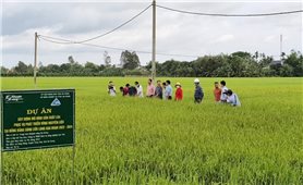 Tổ khuyến nông cộng đồng - Điểm tựa “gần dân, sát ruộng” cho nông dân