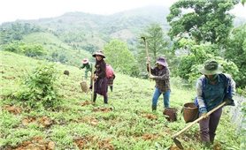 Cơ cấu lại nông nghiệp theo hướng sinh thái, xanh và giá trị cao: Hướng đi tất yếu cho sự phát triển bền vững