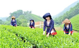 Đề xuất người lao động ở vùng đặc biệt khó khăn được nghỉ hưu sớm