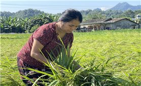 Các địa phương tích cực khôi phục sản xuất nông nghiệp sau mưa bão