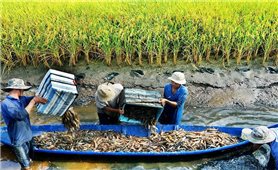 Nông nghiệp phía Nam tăng tốc chuyển đổi xanh, hướng tới phát triển bền vững