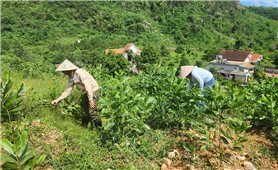 Hồi sinh những cánh rừng sau bão Yagi
