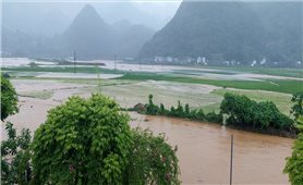 Lào Cai hỗ trợ tối đa 10 triệu đồng/ha đối với cây lúa bị thiệt hại do mưa lũ