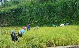 Mỗi năm, Lào Cai phấn đấu giảm tỷ lệ hộ nghèo vùng DTTS từ 5 - 6%