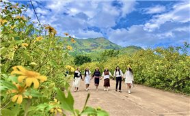 Hoa vàng trên cao nguyên Gia Lai