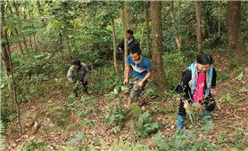 Tăng cường khả năng thích ứng với biến đổi khí hậu và thúc đẩy quản lý rừng bền vững