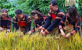 Mừng lúa mới- Nghi lễ gắn kết cộng đồng của người Gia Rai