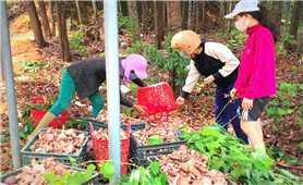 Đặc sản nấm tràm những ngày mưa Huế