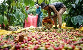 Giá cà phê Việt Nam lập kỷ lục mới, vượt 5.600 USD/tấn: Cơ hội lớn nhưng đầy thách thức