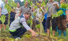 Trung tâm Khuyến nông quốc gia hướng dẫn khắc phục hậu quả thiệt hại sau bão lũ