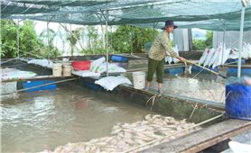 Hơn 1.000 tấn cá chết, người nuôi cá lồng khóc ròng