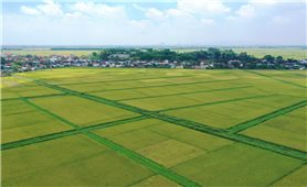 Các trường hợp được miễn thuế sử dụng đất nông nghiệp đến hết ngày 31/12/2030