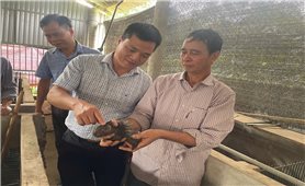 Tuyên Quang tăng tốc tái cơ cấu nông nghiệp, hướng đến nông nghiệp xanh