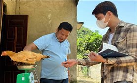 Thạc sĩ người Tày và hành trình phục tráng gà Vạn Linh ở xứ Lạng