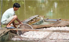 Cần Thơ: Nguyên nhân ban đầu khiến hàng chục tấn cá nuôi của người dân chết bất thường