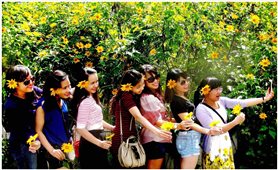 Mùa dã quỳ Đà Lạt