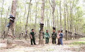 Hiệu quả mô hình “Gắn kết hộ” của đồng bào DTTS nơi biên giới