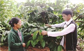 Lan tỏa phong trào làm kinh tế giỏi trong vùng đồng bào DTTS