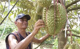 Những tỷ phú sầu riêng người DTTS trên đất Lâm Đồng