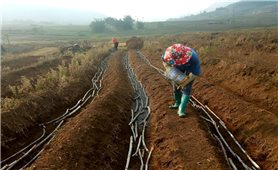 Thí điểm mô hình trồng lúa, mía tạo tín chỉ carbon đến năm 2035