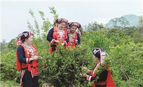 Tìm hướng giảm nghèo bền vững cho vùng DTTS sau sáp nhập