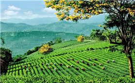 Sẽ xác lập nhiều kỷ lục mới về trà tại Lễ hội Trà quốc tế 2025