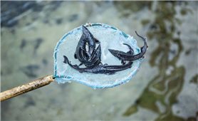 Nậm Dịch (Tuyên Quang): Làm giàu từ mô hình nuôi cá tầm nước lạnh