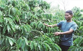 “Đầu tàu” của buôn Khanh