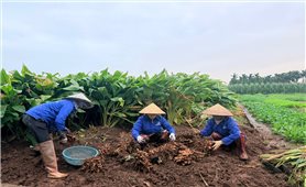 Tổ chức lại hoạt động khuyến nông theo mô hình chính quyền địa phương hai cấp - Bước đi quan trọng nâng cao hiệu quả phục vụ nông dân