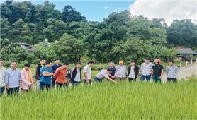 Triển khai đồng bộ các giải pháp, hướng tới vụ Đông Xuân thắng lợi