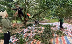 Lâm Đồng công bố kết quả mô hình tham canh cây mắc ca theo tiêu chuẩn VietGAP năm 2025