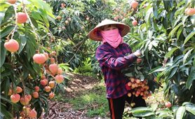 Bắc Ninh tiêu thụ trên 205 nghìn tấn vải thiều năm 2025: Dấu ấn đậm nét trong tổ chức sản xuất và mở rộng thị trường