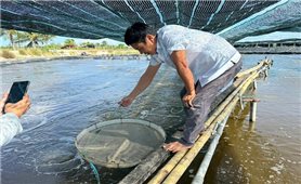 Nuôi tôm 2 giai đoạn ở vùng ven sông Quảng Trị