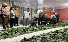 Lào Cai phát triển nghề trồng dâu nuôi tằm theo chuỗi giá trị