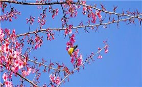 Sắp diễn ra Festival Khèn Mông và Lễ hội Hoa Tớ Dày chào Xuân 2026