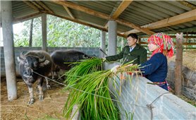 Tuyên Quang: Giảm nghèo từ những mô hình sinh kế hiệu quả ở Nậm Dịch