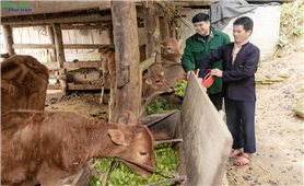 “Đòn bẩy” giảm nghèo ở xã biên giới Thàng Tín