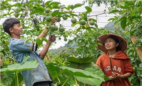 Nhiều tổ chức quốc tế hỗ trợ sinh kế bền vững cho đồng bào DTTS ở Lai Châu