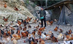 Đa dạng sinh kế – chìa khóa giảm nghèo bền vững ở Thiện Thuật