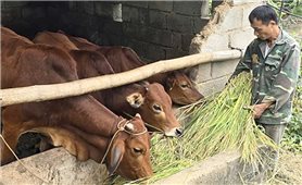 Lạng Sơn: Hỗ trợ bò sinh sản giúp nhiều hộ thoát nghèo