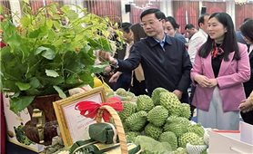 Lạng Sơn: Nâng tầm sản phẩm, xây dựng thương hiệu chuyên nghiệp cho sản phẩm Ocop